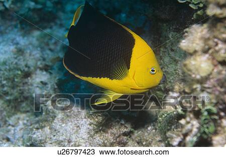 Stock Image - Rock beauty (Holacanthus tricola). Andros Island, Bahamas.. Fotosearch
