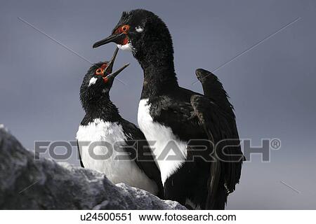Stock Image - Rock shag (Phalacrocorax magellanicus) parent and chick in the Falkland Islands, Southern Atlantic Ocean.. Fotosearch