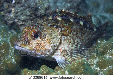 Rockfish, (Sebastiscus marmoratus), Seopsom island, Jeju-Do, South Korea (East Sea) View Large Photo Image Stock Photography - Rockfish, (Sebastiscus marmoratus), Seopsom island, Jeju-Do, South Korea (East Sea). Fotosearch