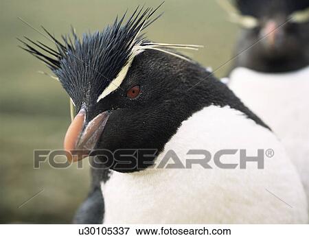 Rockhopper penguin (Eudyptes crestatus) face portrait, Falkland Islands View Large Photo Image Stock Photo - Rockhopper penguin (Eudyptes crestatus) face portrait, Falkland Islands. Fotosearch