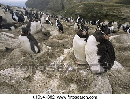 Rockhopper Penguin (Eudyptes chrysocome). New Island in the Falkland Islands, South Atlantic Ocean. View Large Photo Image Stock Image - Rockhopper Penguin (Eudyptes chrysocome). New Island in the Falkland Islands, South Atlantic Ocean.. Fotosearch