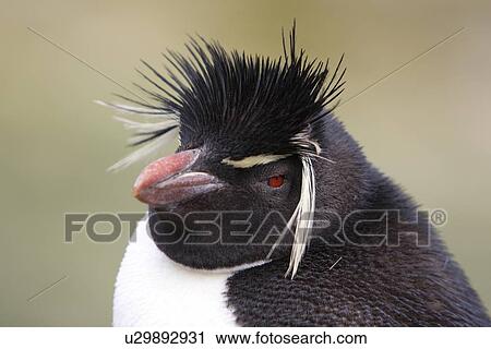 Rockhopper Penguin (Eudyptes chrysocome) at Devil's Nose on New Island in the Falkland Islands, South Atlantic Ocean. View Large Photo Image Stock Image - Rockhopper Penguin (Eudyptes chrysocome) at Devil's Nose on New Island in the Falkland Islands, South Atlantic Ocean.. Fotosearch