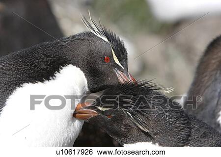 Stock Photograph - Rockhopper Penguin (Eudyptes chrysocome) mutually preening at Devil's Nose on New Island in the Falkland Islands, South Atlantic Ocean.. Fotosearch