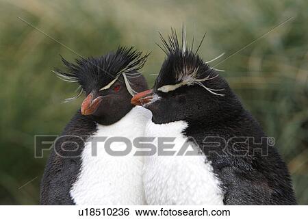 Rockhopper Penguin (Eudyptes chrysocome) pair at Devil's Nose on New Island in the Falkland Islands, South Atlantic Ocean. View Large Photo Image Stock Photograph - Rockhopper Penguin (Eudyptes chrysocome) pair at Devil's Nose on New Island in the Falkland Islands, South Atlantic Ocean.. Fotosearch