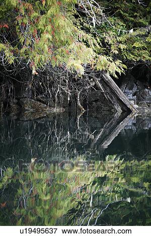 Rocky shoreline with forest reflected in the calm waters of Reid Passage in British Columbia, Canada. View Large Photo Image Stock Photo - Rocky shoreline with forest reflected in the calm waters of Reid Passage in British Columbia, Canada.. Fotosearch
