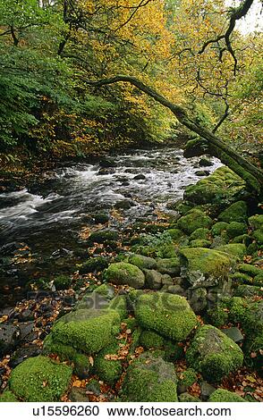 Rocky woodland stream. Near Grasmere, Cumbria, UK View Large Photo Image Stock Image - Rocky woodland stream. Near Grasmere, Cumbria, UK. Fotosearch