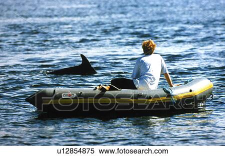 Stock Photography - Rower watching friendly Bottlenose Dolphin (Truncatus truncatus ) Hebrides, Scotland. Fotosearch
