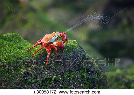 Sally lightfoot crab (Grapsus grapsus) expelling excess saltwater in the litoral of the Galapagos Island Archipeligo, Ecuador. (rr) View Large Photo Image Stock Image - Sally lightfoot crab (Grapsus grapsus) expelling excess saltwater in the litoral of the Galapagos Island Archipeligo, Ecuador. (rr). Fotosearch