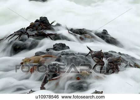 Sally lightfoot crab (Grapsus grapsus). Galapagos. View Large Photo Image Stock Photograph - Sally lightfoot crab (Grapsus grapsus). Galapagos.. Fotosearch