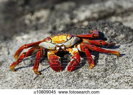 Sally lightfoot crab (Grapsus grapsus)close up showing magnificent red coloration in the litoral of the Galapagos Island Archipeligo, Ecuador. View Large Photo Image Stock Photography - Sally lightfoot crab (Grapsus grapsus)close up showing magnificent red coloration in the litoral of the Galapagos Island Archipeligo, Ecuador.. Fotosearch