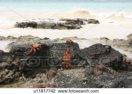 Stock Image - Sally Lightfoot. Galapagos.. Fotosearch