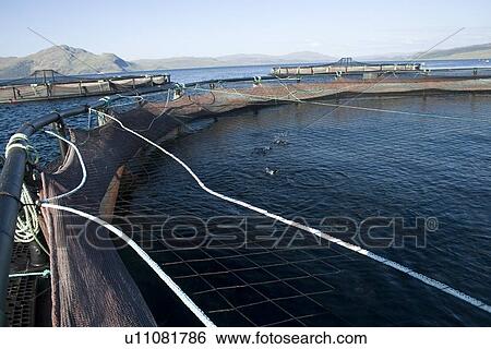 Stock Photograph - Salmon fish farm. Hebrides, Scotland.. Fotosearch