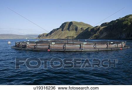 Stock Photograph - Salmon fish farm. Hebrides, Scotland.. Fotosearch
