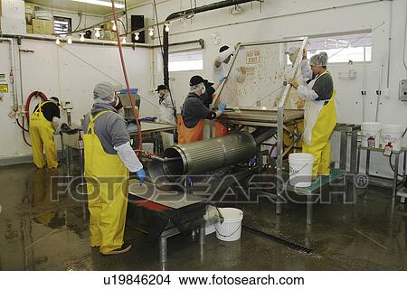 Picture - Salmon processing in Petersburg, Southeast Alaska at the Norquest fish processing plant. Here Japanese and American workers are cleaning and sorting salmon roe (fish eggs) for Asian consumption. (no model releases) Petersburg, Southeast Alaska . Fotosearch