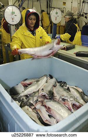 Stock Photo - Salmon processing in Petersburg, Southeast Alaska at the Norquest fish processing plant. (no model releases) Petersburg, Southeast Alaska . Fotosearch