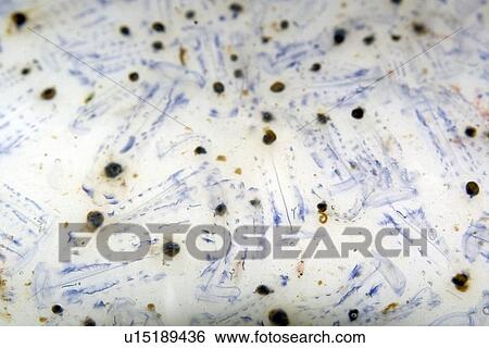 Salps, St. Peter and St. Paul's rocks, Brazil, Atlantic Ocean View Large Photo Image Stock Photograph - Salps, St. Peter and St. Paul's rocks, Brazil, Atlantic Ocean . Fotosearch