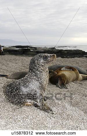 Sand covered Galapagos sea lion (Zalophus wollebaeki) pup in Gardner Bay on Espanola Island in the Galapagos Island roup, Ecuador. Pacific Ocean. View Large Photo Image Stock Image - Sand covered Galapagos sea lion (Zalophus wollebaeki) pup in Gardner Bay on Espanola Island in the Galapagos Island roup, Ecuador. Pacific Ocean.. Fotosearch