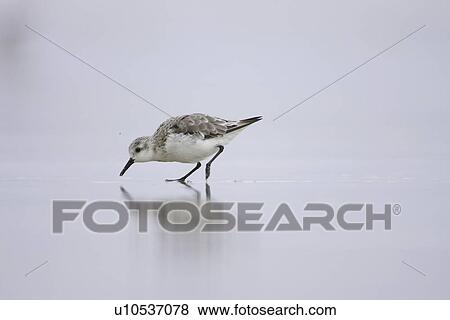 Stock Photo - Sanderling (Calidris alba) sprinting across a shallow film of water on sandy beach, with a reflection of itself below. Soroby, Argyll,, Scotland, UK. Fotosearch