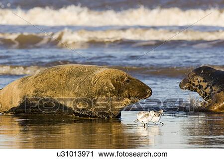 Sanderlings (Calidris alba) pass Grey Seals (Halichoerus grypus) as they forage on the beach just in front of the advancing tide, Lincolnshire, UK View Large Photo Image Stock Image - Sanderlings (Calidris alba) pass Grey Seals (Halichoerus grypus) as they forage on the beach just in front of the advancing tide, Lincolnshire, UK. Fotosearch