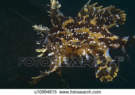 Sargassum frogfish (Histrio histrio). Bermuda. View Large Photo Image Stock Photography - Sargassum frogfish (Histrio histrio). Bermuda.. Fotosearch