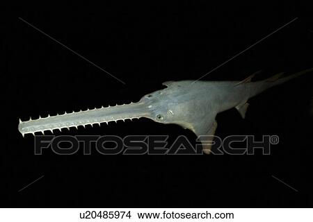 Sawfish, Pristis pectinatus, preserved specimen, Amazon River Basin, Amazonas, Brazil View Large Photo Image Picture - Sawfish, Pristis pectinatus, preserved specimen, Amazon River Basin, Amazonas, Brazil. Fotosearch