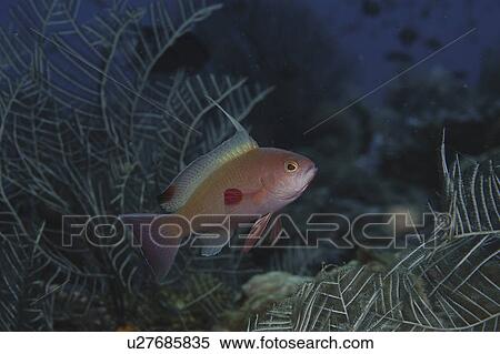 Scalefin Anthias or Lyretail Anthias (Anthias squamipinnis) Male swimming across in full profile showing all adult male markings, Mabul, Malaysia, South China Sea View Large Photo Image Stock Photography - Scalefin Anthias or Lyretail Anthias (Anthias squamipinnis) Male swimming across in full profile showing all adult male markings, Mabul, Malaysia, South China Sea. Fotosearch