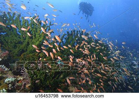 Scalefin Anthiases (Pseudanthias squamipinnis) large group hovering over green coral, (Tubastrea micrantha) Puerto Galera, Mindoro, Philippines View Large Photo Image Stock Photo - Scalefin Anthiases (Pseudanthias squamipinnis) large group hovering over green coral, (Tubastrea micrantha) Puerto Galera, Mindoro, Philippines. Fotosearch
