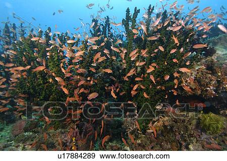Scalefin Anthiases (Pseudanthias squamipinnis) large group hovering over green coral. Tubastrea micrantha, Puerto Galera, Mindoro, Philippines View Large Photo Image Stock Photo - Scalefin Anthiases (Pseudanthias squamipinnis) large group hovering over green coral. Tubastrea micrantha, Puerto Galera, Mindoro, Philippines. Fotosearch