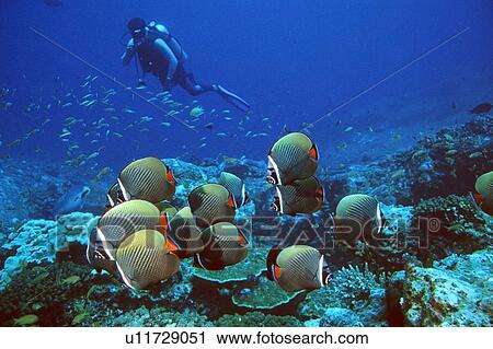 School of collared butterfly fish and diver, Chaetodon collare, Similan Islands, Thailand (Andaman Sea) View Large Photo Image Stock Image - School of collared butterfly fish and diver, Chaetodon collare, Similan Islands, Thailand (Andaman Sea). Fotosearch