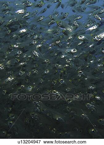 School of Golden Sweepers (Parapriacanthus ransonneti). Dahab. Red Sea. Egypt. (2007) (rr) View Large Photo Image Stock Photo - School of Golden Sweepers (Parapriacanthus ransonneti). Dahab. Red Sea. Egypt. (2007) (rr) . Fotosearch