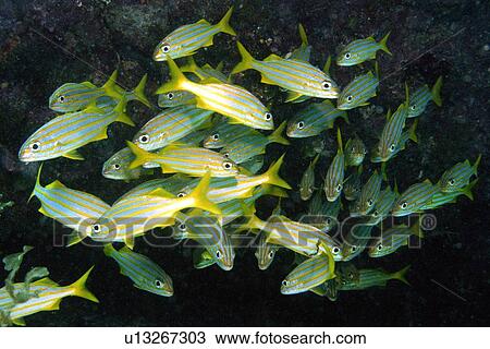 School of Smallmouth Grunts (Haemulon chrysargyreum) Ilha do Meio, Fernando de Noronha National Marine Sanctuary, Pernambuco, Brazil (S. Atlantic) View Large Photo Image Stock Image - School of Smallmouth Grunts (Haemulon chrysargyreum) Ilha do Meio, Fernando de Noronha National Marine Sanctuary, Pernambuco, Brazil (S. Atlantic). Fotosearch