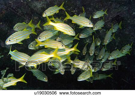 Stock Photograph - School of smallmouth grunts, Haemulon chrysargyreum, Ilha do Meio, Fernando de Noronha national marine sanctuary, Pernambuco, Brazil (S. Atlantic). Fotosearch
