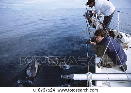 Picture - Scientist on bow of the research yacht, Silurian, to photo-identify common dolphins. Hebrides, Scotland.. Fotosearch
