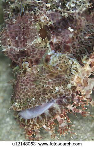 Stock Image - Scorpion fish (Scorpaena scropha). Sardinia, Italy (rr). Fotosearch