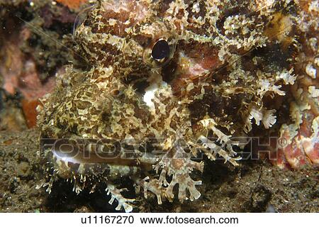 Scorpion fish, Scorpaenopsis sp., head detail, Dumaguete, s Island, Philippines View Large Photo Image Stock Image - Scorpion fish, Scorpaenopsis sp., head detail, Dumaguete, s Island, Philippines. Fotosearch