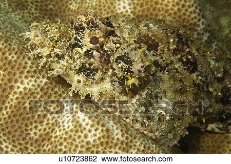 Scorpion fish (Scorpaenopsis sp) on coral. Dumaguete, s, Philippines View Large Photo Image Stock Image - Scorpion fish (Scorpaenopsis sp) on coral. Dumaguete, s, Philippines. Fotosearch