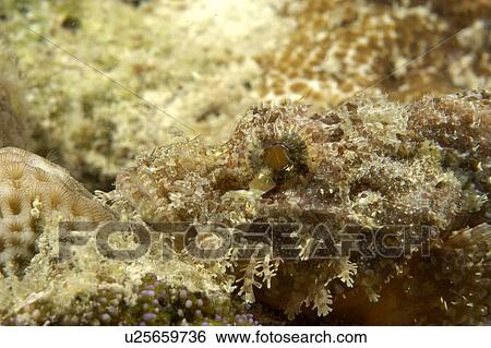 Scorpion fish (Scorpaenopsis sp). Borneo, Malaysia View Large Photo Image Stock Photograph - Scorpion fish (Scorpaenopsis sp). Borneo, Malaysia. Fotosearch
