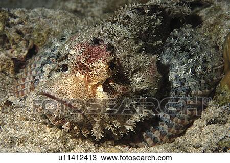 Scorpion fish (Species unknown) with fish louse. Wakatobi, Onemobaa Island, Indonesia View Large Photo Image Stock Image - Scorpion fish (Species unknown) with fish louse. Wakatobi, Onemobaa Island, Indonesia. Fotosearch