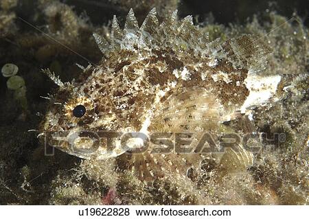 Scorpion fish (Taurulus bubalis). Sardinia, Italy View Large Photo Image Stock Photo - Scorpion fish (Taurulus bubalis). Sardinia, Italy. Fotosearch