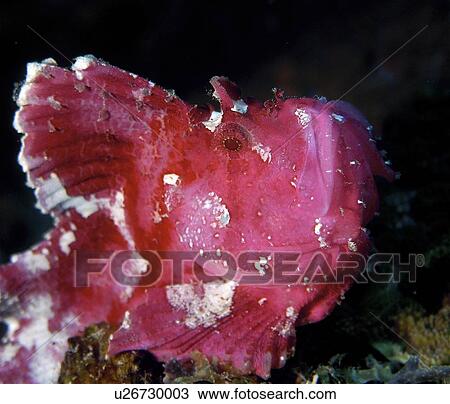 Stock Image - Scorpion Leaf Fish (Taenainotus tricanthus) waits patiently for its next victim, Pemba, Tanzania, Africa. Fotosearch