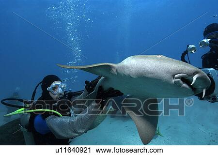 Scuba diver handles nurse shark, Ginglymostoma cirratum, while being filmed, Molasses Reef, Key Largo, Florida, USA, Atlantic Ocean View Large Photo Image Stock Image - Scuba diver handles nurse shark, Ginglymostoma cirratum, while being filmed, Molasses Reef, Key Largo, Florida, USA, Atlantic Ocean. Fotosearch