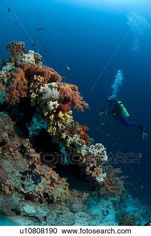 Scuba Diver on coral reef showing bright colourful corals in foreground and clear blue water behind, Jackson Reef, Red Sea, Egypt View Large Photo Image Stock Image - Scuba Diver on coral reef showing bright colourful corals in foreground and clear blue water behind, Jackson Reef, Red Sea, Egypt. Fotosearch