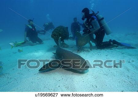 Scuba divers observe nurse sharks, Ginglymostoma cirratum, Molasses Reef, Key Largo, Florida, USA, Atlantic Ocean View Large Photo Image Stock Photo - Scuba divers observe nurse sharks, Ginglymostoma cirratum, Molasses Reef, Key Largo, Florida, USA, Atlantic Ocean. Fotosearch