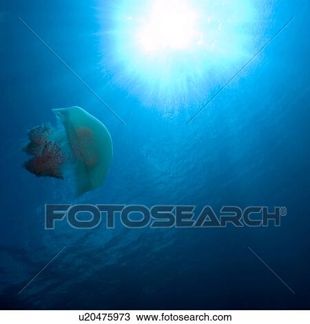 Stock Image - Scyphozoan jellyfish, Truk lagoon, Chuuk, Federated States of Micronesia, Pacific. Fotosearch