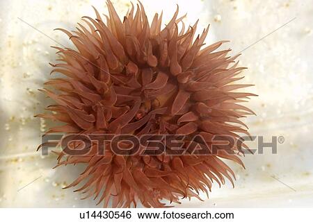 Sea anemone, Bunodosoma caissarum, St. Peter and St. Paul's rocks, Brazil, Atlantic Ocean View Large Photo Image Stock Photograph - Sea anemone, Bunodosoma caissarum, St. Peter and St. Paul's rocks, Brazil, Atlantic Ocean . Fotosearch