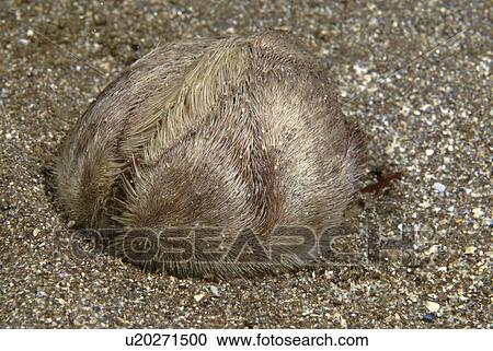 Stock Image - Sea Potato (Echinocardium cordatum), profile view of rare burrowing sea urchin showing detail of hairs on shell, on sandy seabed, St Abbs, Scotland, UK. Fotosearch