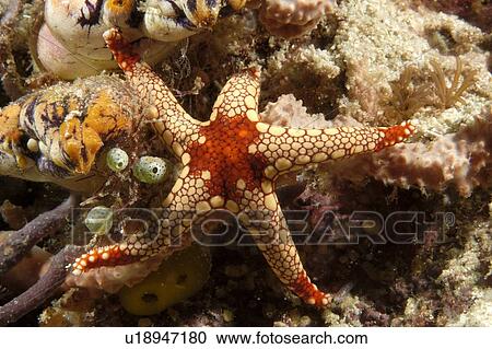 Sea Star (Fromia nodosa). Borneo, Malaysia View Large Photo Image Stock Image - Sea Star (Fromia nodosa). Borneo, Malaysia. Fotosearch