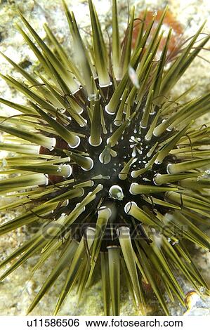 Sea urchin, Parasalenia gratiosa, Malapascua, Cebu, Philippines View Large Photo Image Stock Photograph - Sea urchin, Parasalenia gratiosa, Malapascua, Cebu, Philippines. Fotosearch
