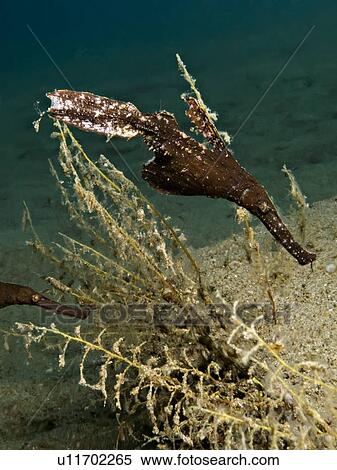 Seagrass ghost pipefish (Solenostomus cyanopterus). Na'ama Bay, Sharm El Sheikh, South Sinai, Red Sea, Egypt. (rr) View Large Photo Image Stock Photography - Seagrass ghost pipefish (Solenostomus cyanopterus). Na'ama Bay, Sharm El Sheikh, South Sinai, Red Sea, Egypt. (rr). Fotosearch