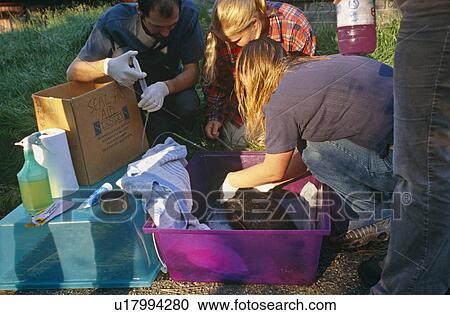 Stock Image - Seal rescue. Rescuers administer first aid to young common seal pup (Phoca vitulina). Hebrides, Scotland. Fotosearch